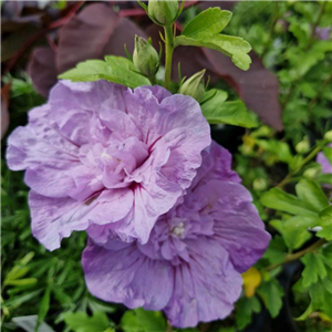 Hibiscus Syriacus 'Lavender Chiffon'